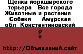 Щенки йоркширского терьера - Все города Животные и растения » Собаки   . Амурская обл.,Константиновский р-н